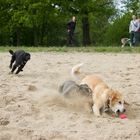 Simba, Anton & Rosa jagen den Ball 3