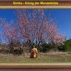 Simba - der König der Mandelblüte