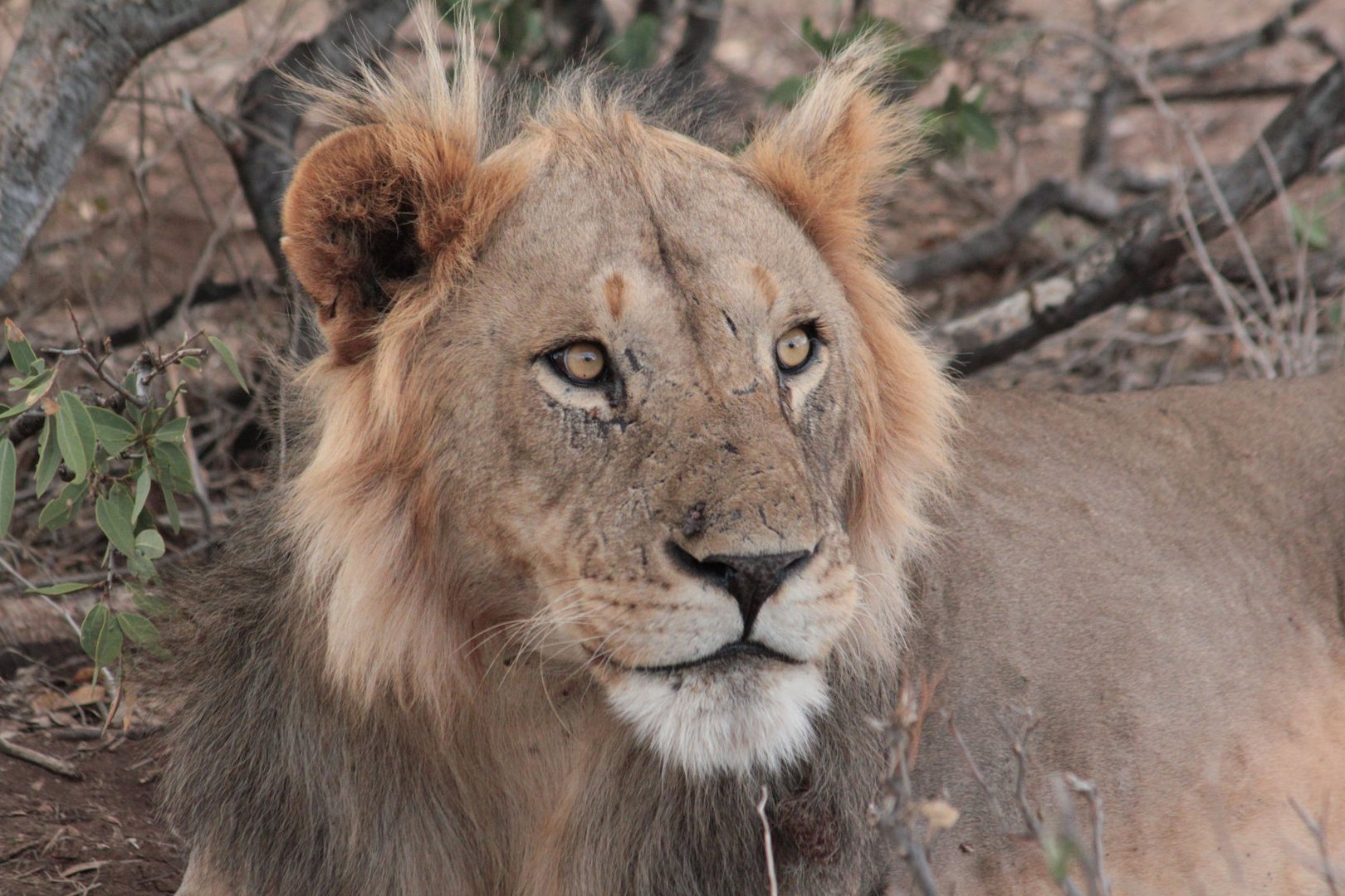 Simba II Foto & Bild africa, eastern africa, tanzania Bilder auf