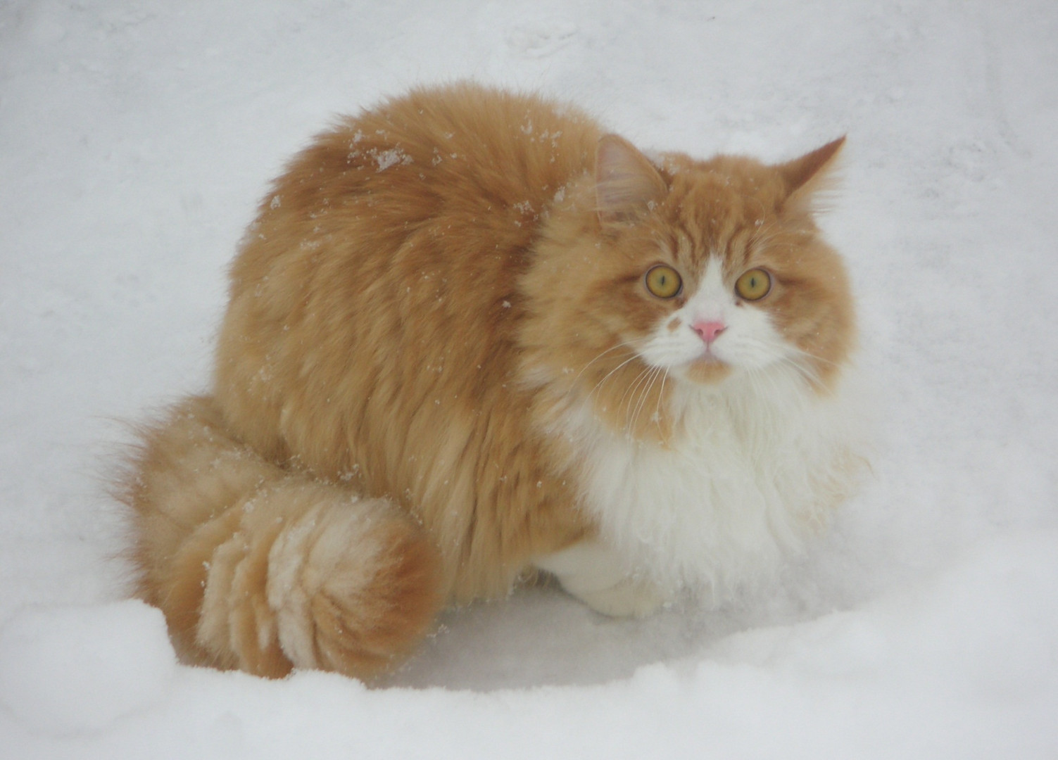 SIMBA im Schnee / Platz 4 beim Fotowettbewerb