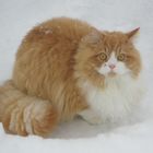 SIMBA im Schnee / Platz 4 beim Fotowettbewerb