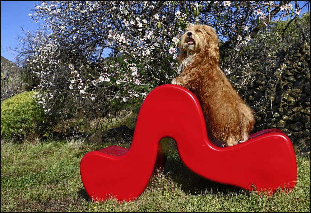 Simba in der Mandelblüte