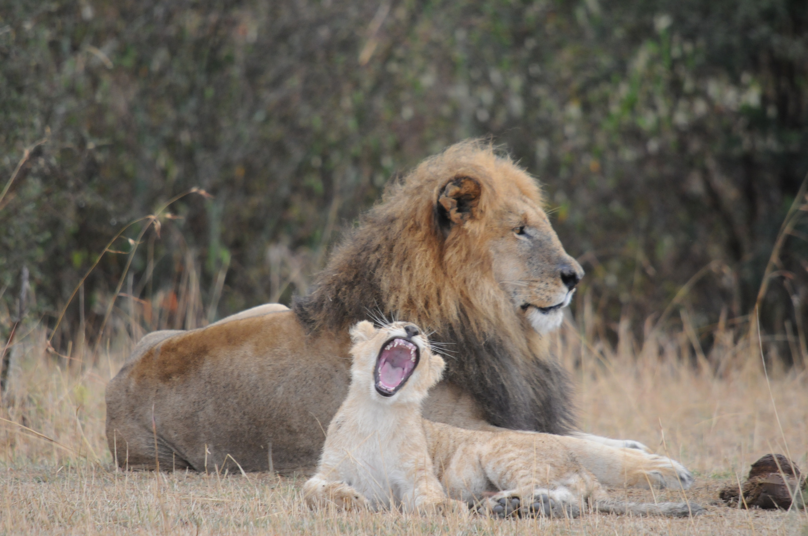 Simba Kenia ( Masai Mara )