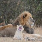 Simba Kenia ( Masai Mara )