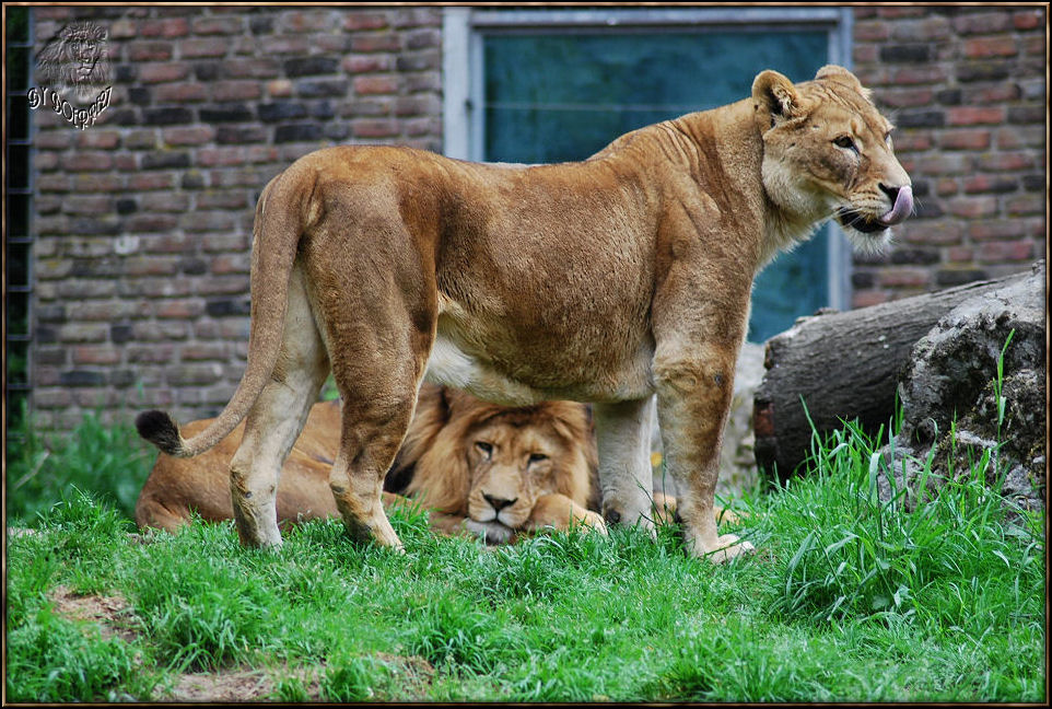 Simba, Leo oder Piefke mit einem seiner Mädels