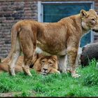 Simba, Leo oder Piefke mit einem seiner Mädels