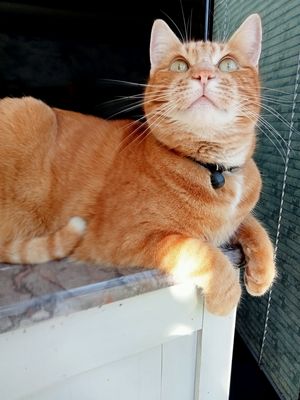 Simba, mon compagnon félin - exo n° 43 Notre animal préféré 