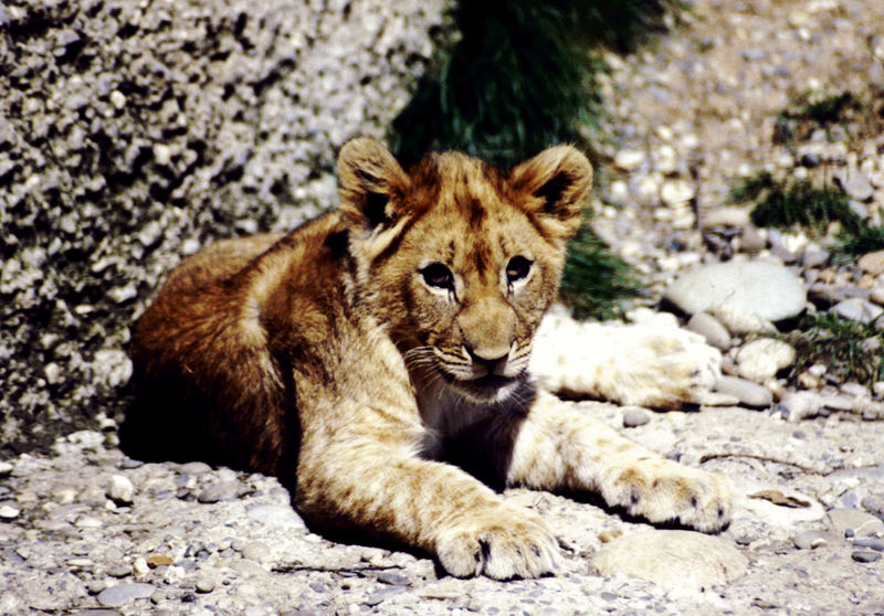 Simba (Panthera leo)