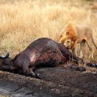 Simba sorprendido durante el banquete