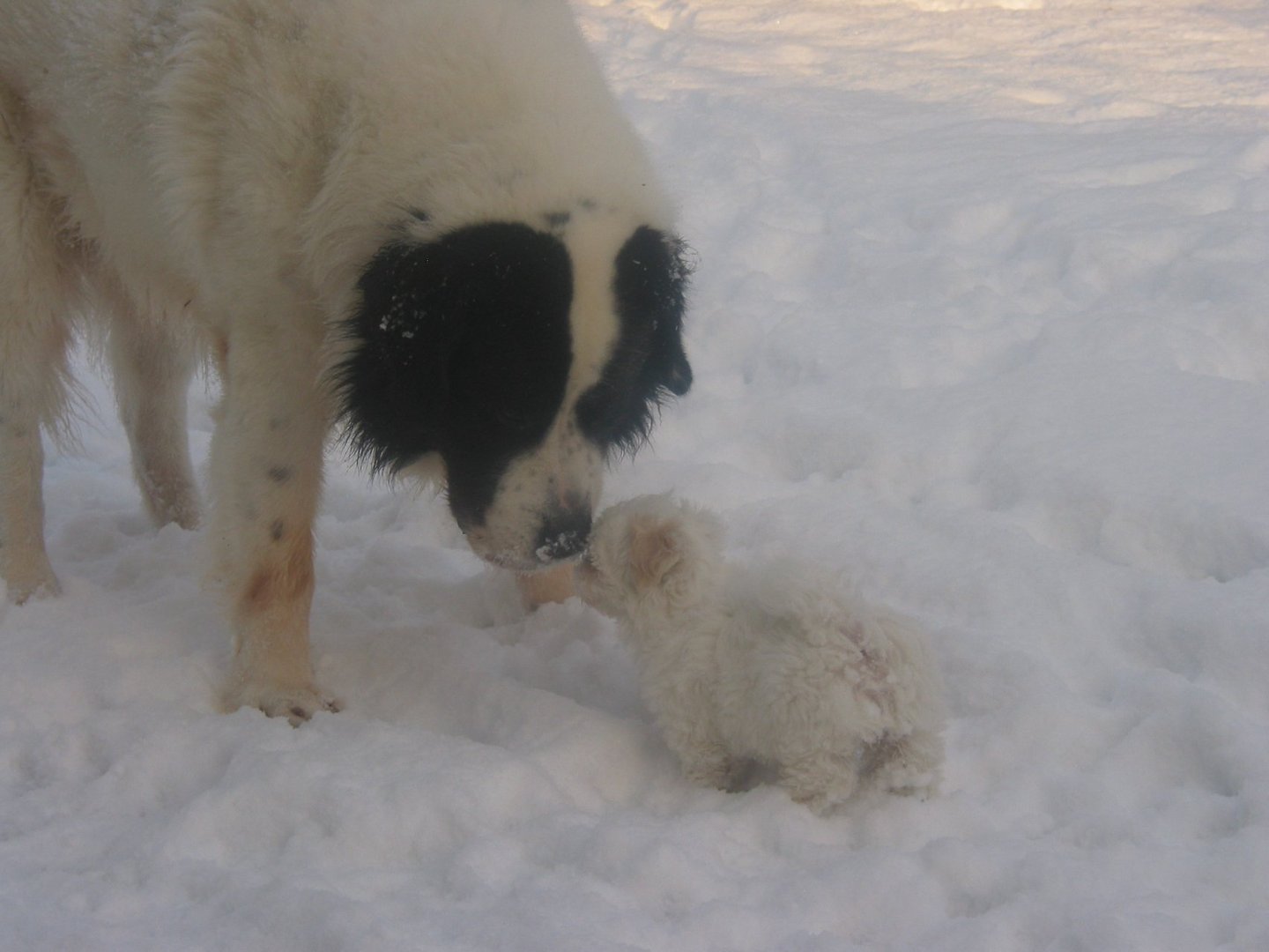 Simba und Loreena