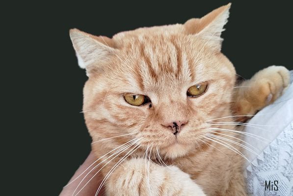 Simba y su lagartija