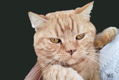 Simba y su lagartija