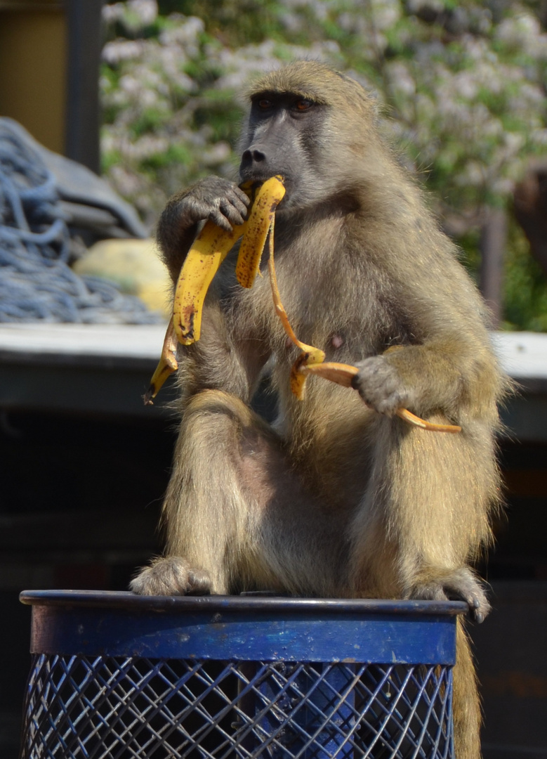 Simbabwe - Victoria Falls City - Affe beim Essen