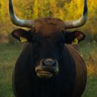 User Profile Photo