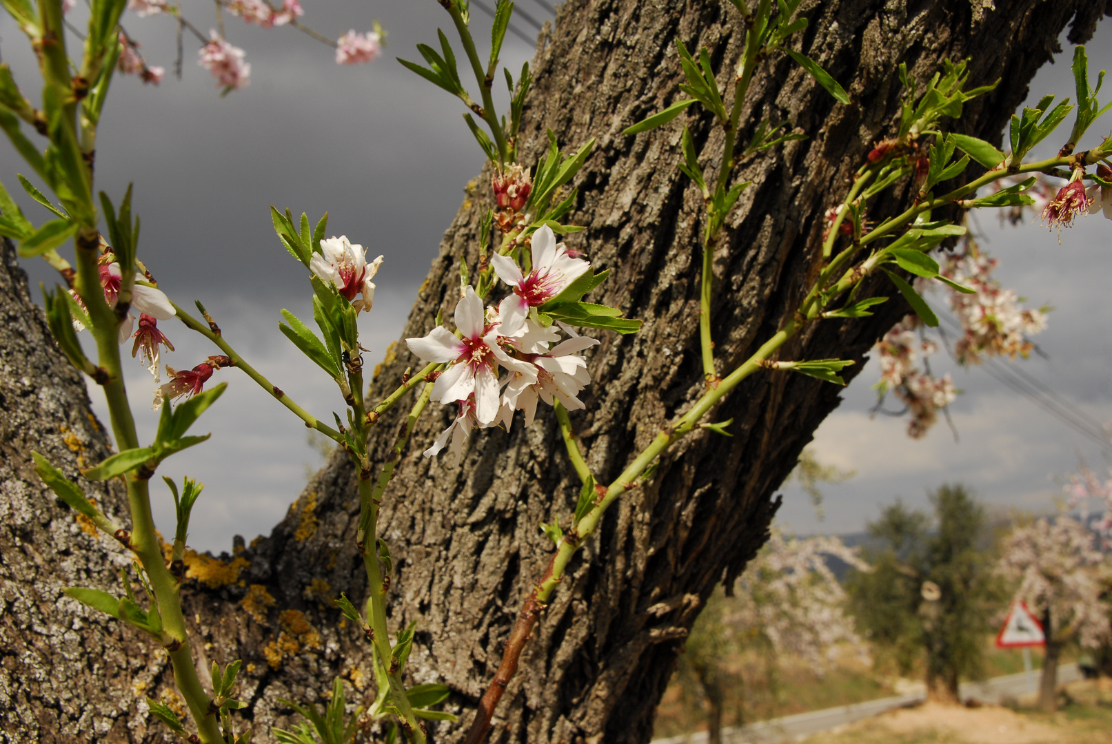 Simfonía de flor sobre madera.