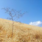 Simi Valley Hillside