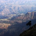 Simien