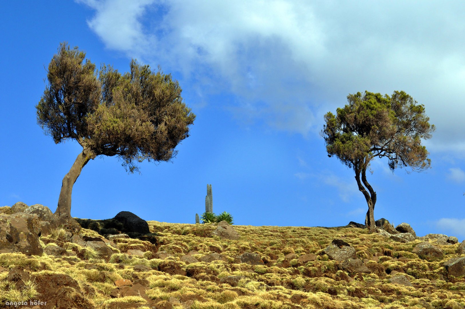 Simien Mountains I