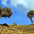 Simien Mountains I