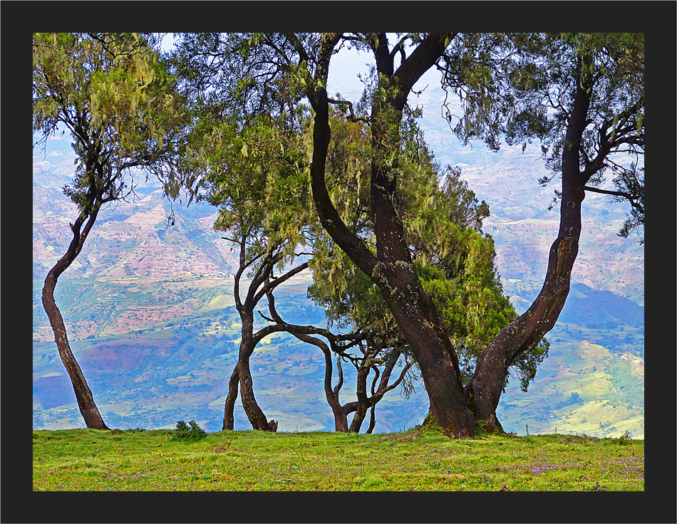 Simien Wetterbäume