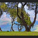 Simien Wetterbäume