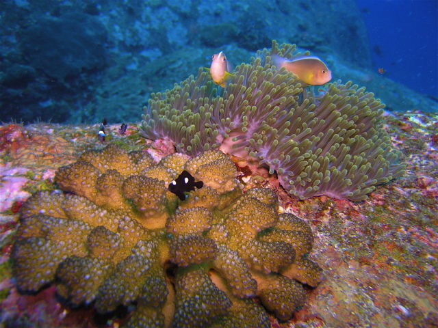 similan clowns