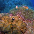 similan clowns