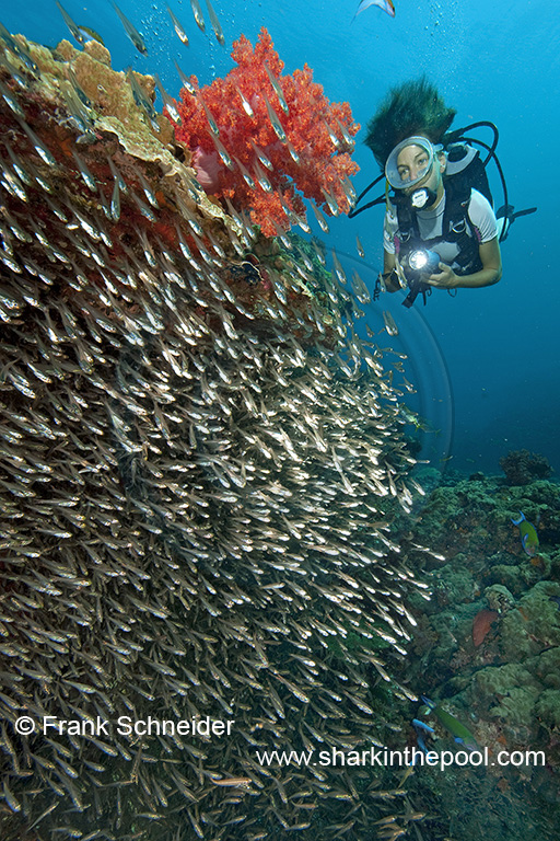 Similan Islands (I)