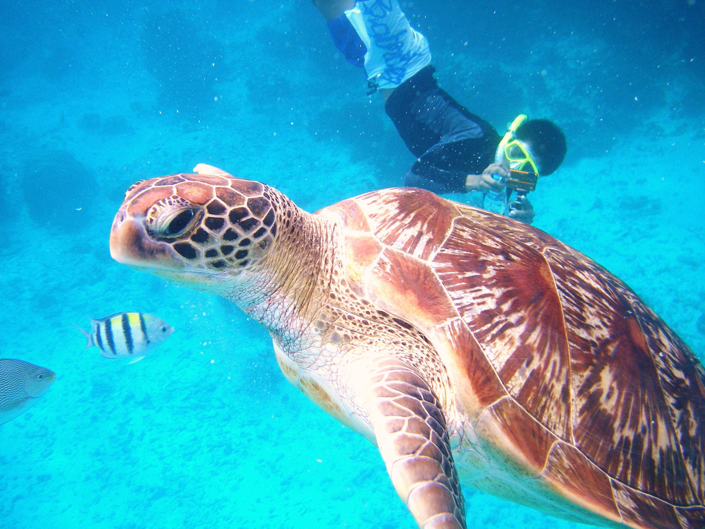 Similian Island - Schnorcheln mit dem Dude!