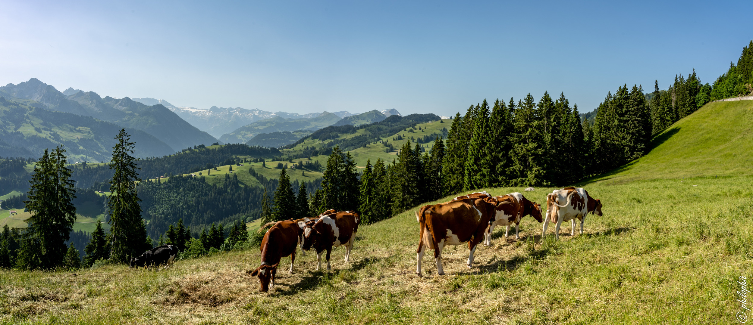 Simmental