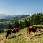 Simmental