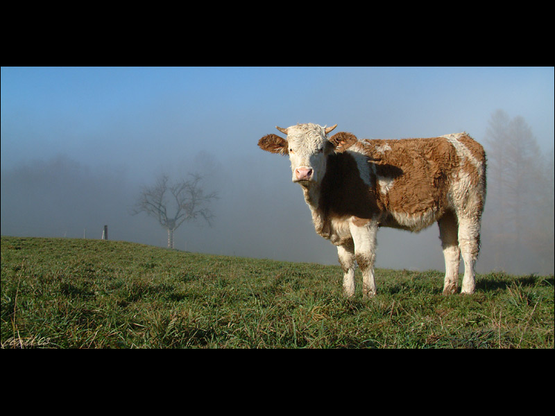 Simmentaler Fleckvieh - nicht im Simmental, sondern im Zürcher Unterland