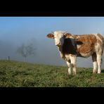 Simmentaler Fleckvieh - nicht im Simmental, sondern im Zürcher Unterland