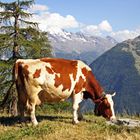 Simmentaler sind ganz oben