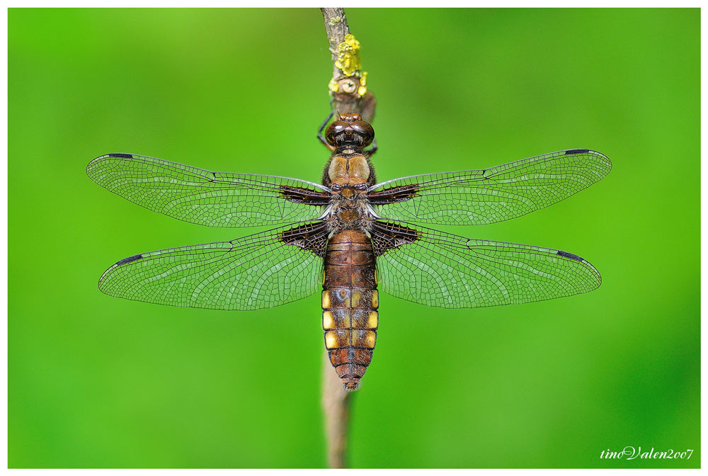 simmetria Foto Immagini macro e close up, macro di insetti