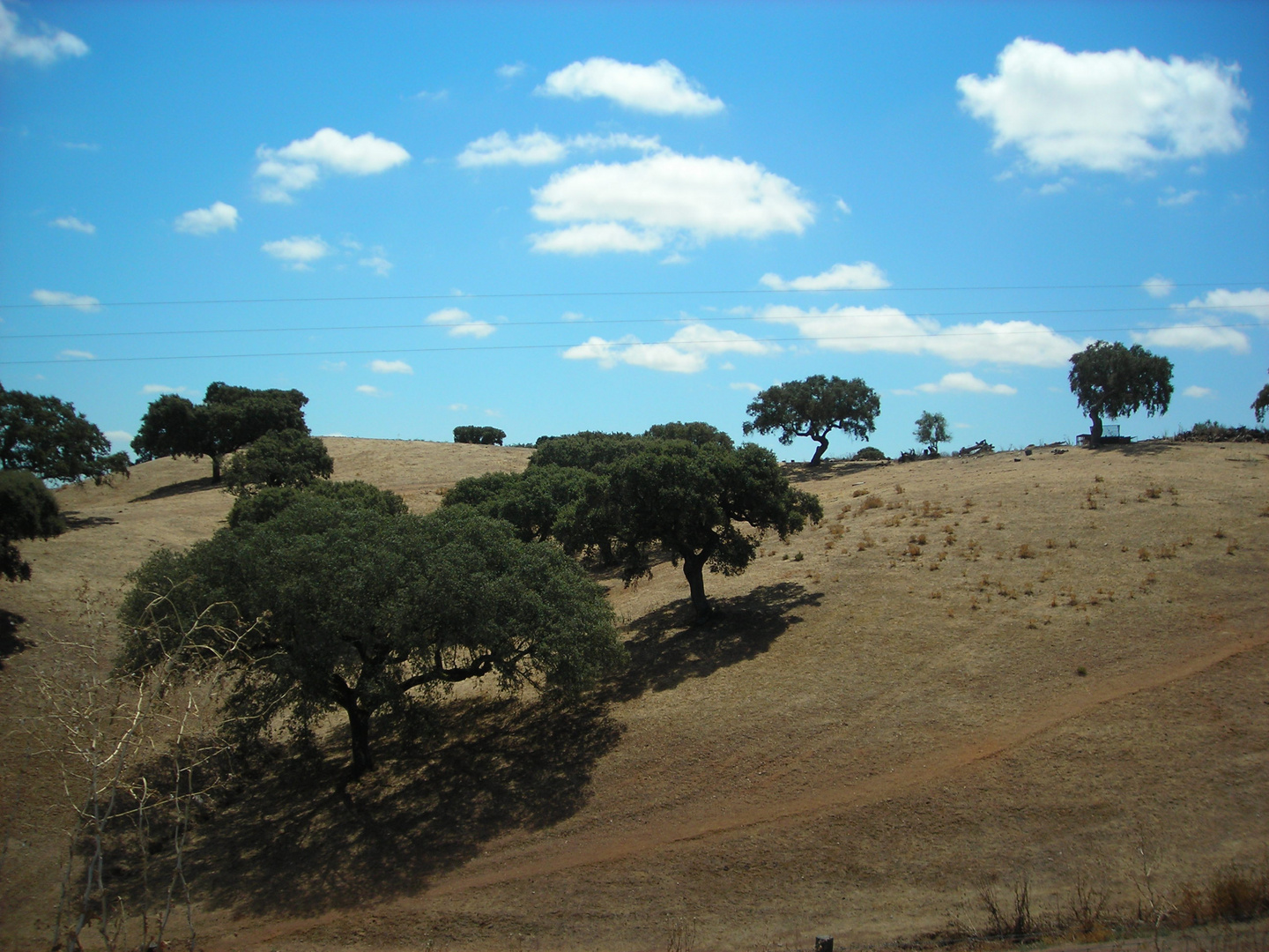 simmetria naturale -beja- portogallo