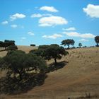 simmetria naturale -beja- portogallo