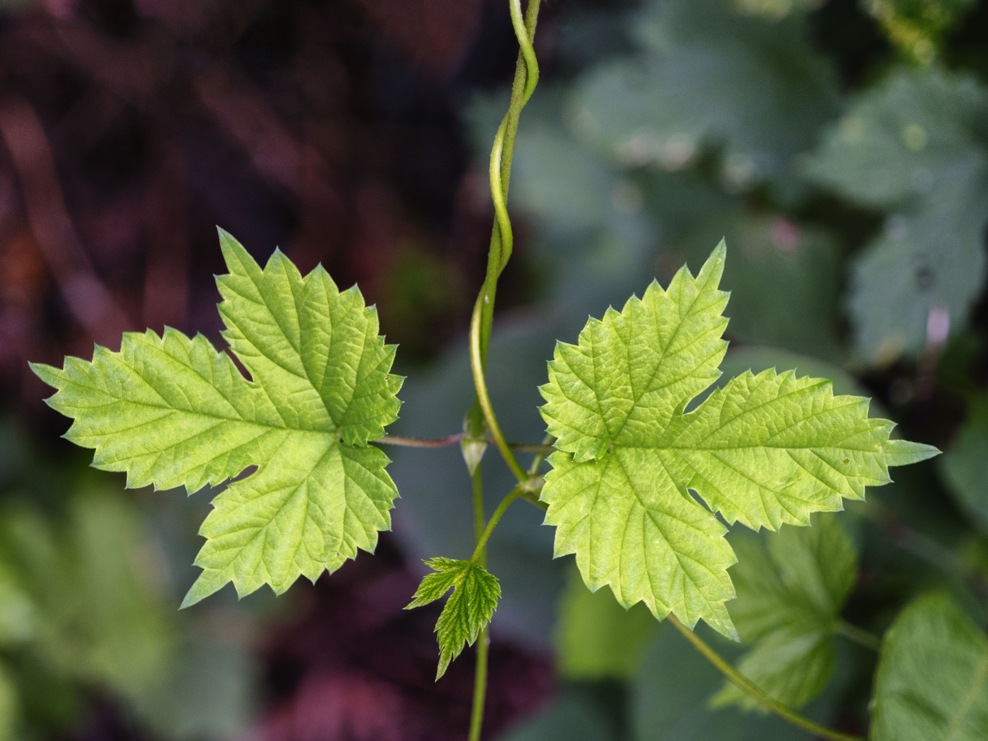 Simmetrie nel verde