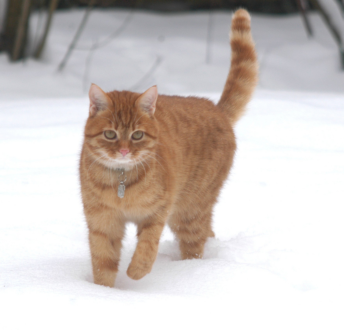 Simon in the Snow