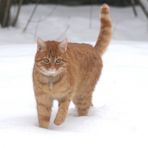 Simon in the Snow