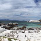 Simon's Town- South Africa