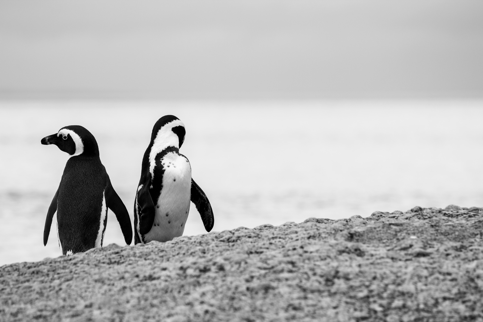 Simons Town || South Africa || Pinguine I