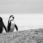 Simons Town || South Africa || Pinguine I
