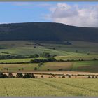 simonside hills 3 from the road to sharperton