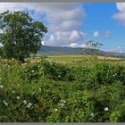 Simonside Hills behind a hedge near Thropton Northumberland