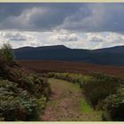 Simonside hills near Thropton