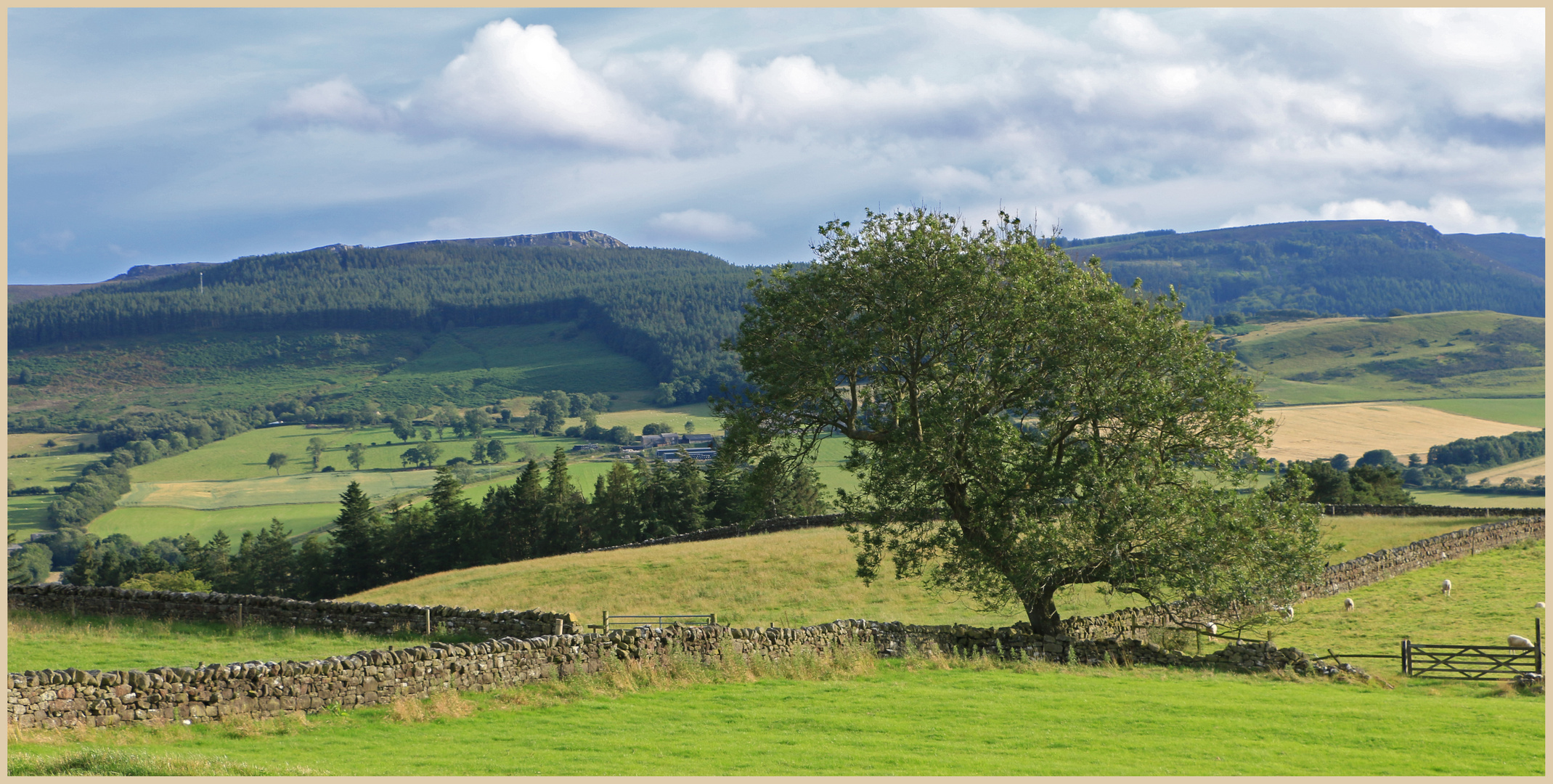 Simonside Hills near Thropton