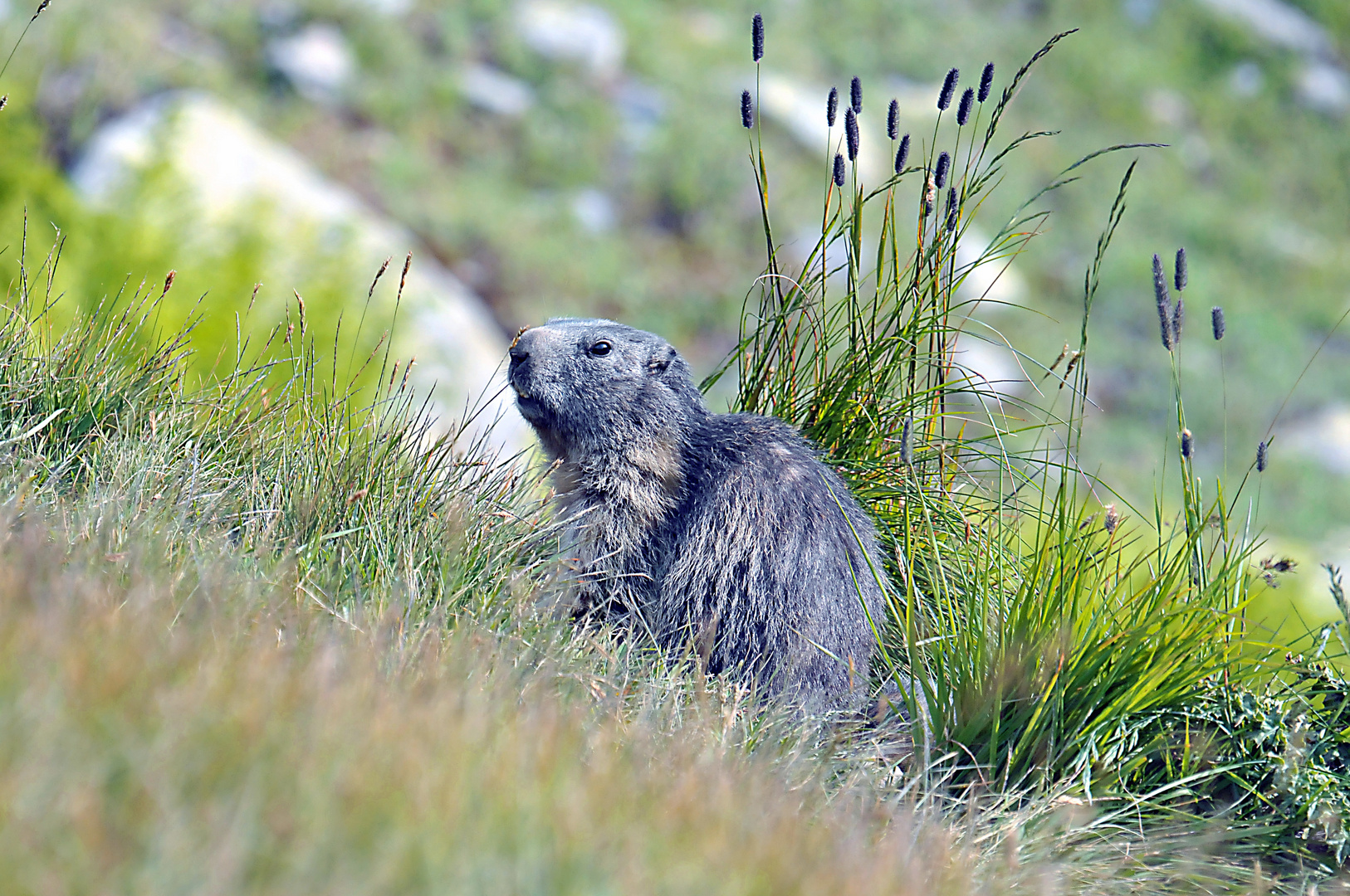 Simpatica e curiosa marmotta