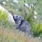 Simpatica e curiosa marmotta