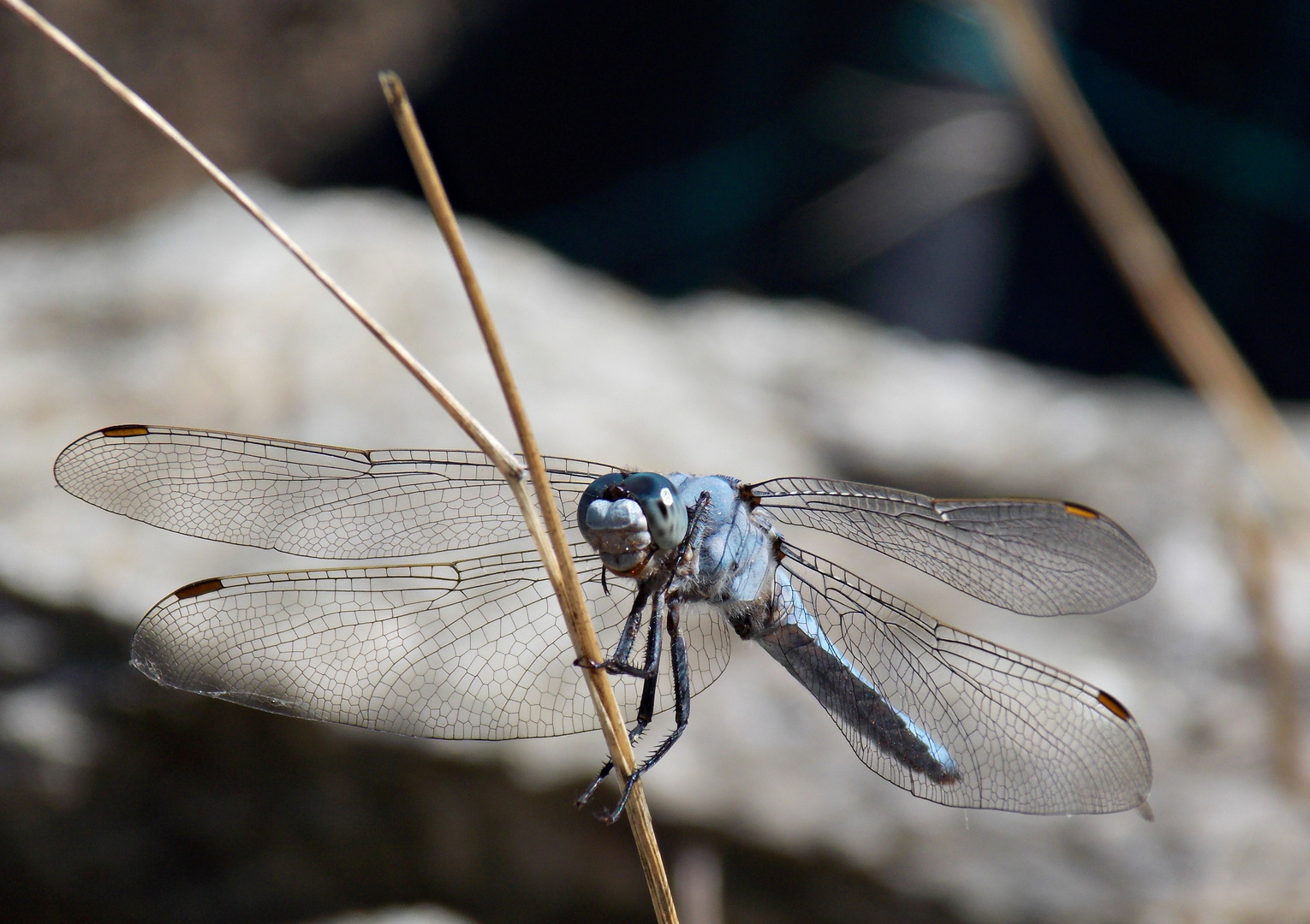 Simpatica libellula